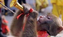 猴王吃瓜封面图片,瓜果飘香夏日盛宴