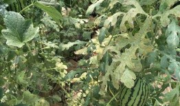 宋朝吃瓜,瓜香四溢的皇家饮食文化