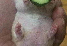 老王吃瓜缅北,揭秘缅北风云背后的故事