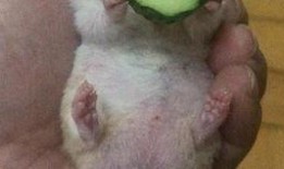 老王吃瓜缅北,揭秘缅北风云背后的故事