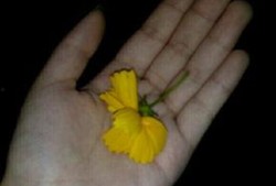 吃瓜摔瓜视频素材,吃瓜摔瓜视频背后的趣味与思考