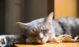 猫猫吃角瓜,猫猫的角瓜美食之旅