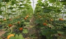 垂直吃瓜,揭秘娱乐圈的幕后故事