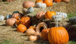 野兽派吃瓜群众,揭秘艺术圈的趣味众生相