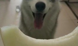 吃瓜哈意思,揭秘“吃瓜群众”背后的娱乐真相