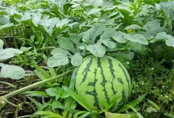 金宝瓜怎么吃,解锁美味新体验