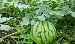 金宝瓜怎么吃,解锁美味新体验