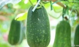 网上吃瓜被抓,小心被法律“瓜分”