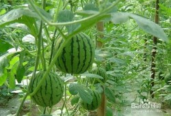 南阳卧龙吃瓜事件,一场网络热议的幕后真相揭秘