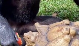 吃自己好朋友的瓜