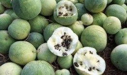 地里的大白瓜怎么吃,地头大白瓜的多样食法探索