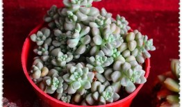 砀山金利吃瓜,瓜果飘香，品味生活新风尚