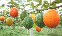 吊瓜树的瓜可以吃吗,天然美食的惊喜发现