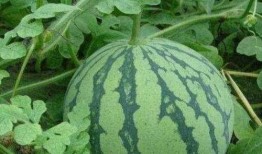 大悟吃瓜趣事