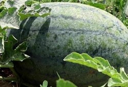 山东枣庄学院吃瓜,一场“吃瓜”引发的校园风云