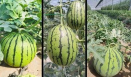 直播吃瓜详情,揭秘网红幕后故事，带你领略网络红人的真实生活