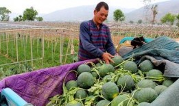 打井吃瓜,揭秘打井吃瓜的奇妙之旅