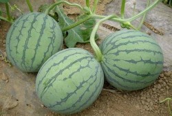 吃瓜民族,揭秘我国网民热衷于吃瓜背后的文化现象