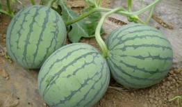 吃瓜民族,揭秘我国网民热衷于吃瓜背后的文化现象