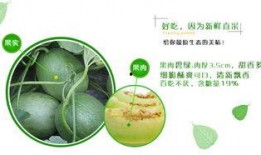 二达子吃瓜