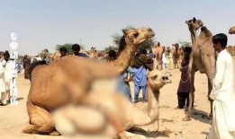 刘大瓜吃骆驼,勇敢尝试骆驼美食之旅