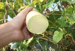 南瓜砍瓜怎么吃,创意烹饪指南