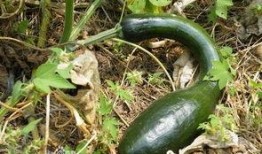 山东方瓜怎么吃,家常美味尽在其中