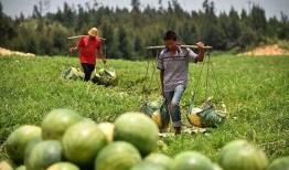 洋光村吃瓜,揭秘乡村里的欢乐时光