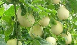 春天吃瓜季节,解锁春季吃瓜新时尚