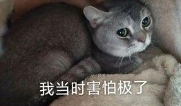 吃瓜巨宠后续,甜蜜复仇与爱情逆袭