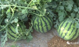 吃瓜户,揭秘吃瓜户背后的娱乐江湖