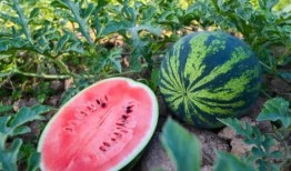 昌图吃瓜,一场别开生面的“吃瓜”盛宴