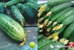 瓜是花还是瓜吃花,探寻自然界的奇妙轮回