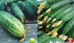 瓜是花还是瓜吃花,探寻自然界的奇妙轮回