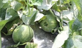 什么叫吃瓜的瓜