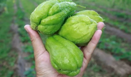 金手瓜怎么吃,解锁美味新体验