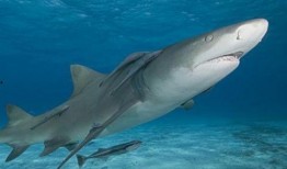 柠檬鲨吃瓜,揭秘海洋巨兽的独特饮食习惯