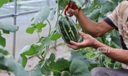 天刀吃瓜ppt,揭秘游戏圈的那些事