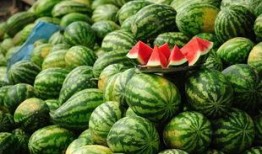 岁碎初吃瓜,揭秘瓜界新宠的甜蜜诱惑