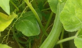 吃瓜可以除甲醛吗,天然环保的家居净化新方法