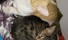 猫打架吃瓜,一场打架引发的吃瓜盛宴