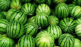 瓜地吃瓜群,揭秘网络社交圈的趣味与智慧