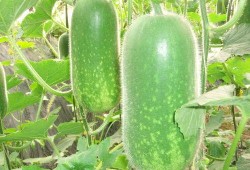 吃瓜宗门大瓜,一场惊心动魄的大瓜盛宴