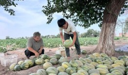 临沂打架吃瓜新闻,街头冲突引发全民热议