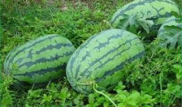 春天吃瓜季节,解锁春季吃瓜新时尚