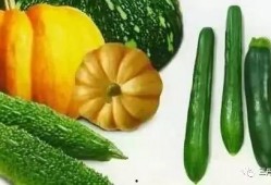 阳性可以吃瓜吗,揭秘病毒与美食的微妙关系