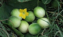 圆的小瓜怎么吃,圆的小瓜创意吃法大盘点