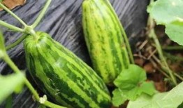 吃瓜不买瓜是什么意思呀,揭秘网络流行语的深层含义