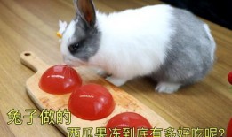 吃瓜的小兔子,小兔子吃瓜趣事多