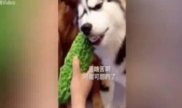 吃瓜哈意思,揭秘“吃瓜群众”背后的娱乐真相